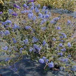 Ceanothus de Burkwood